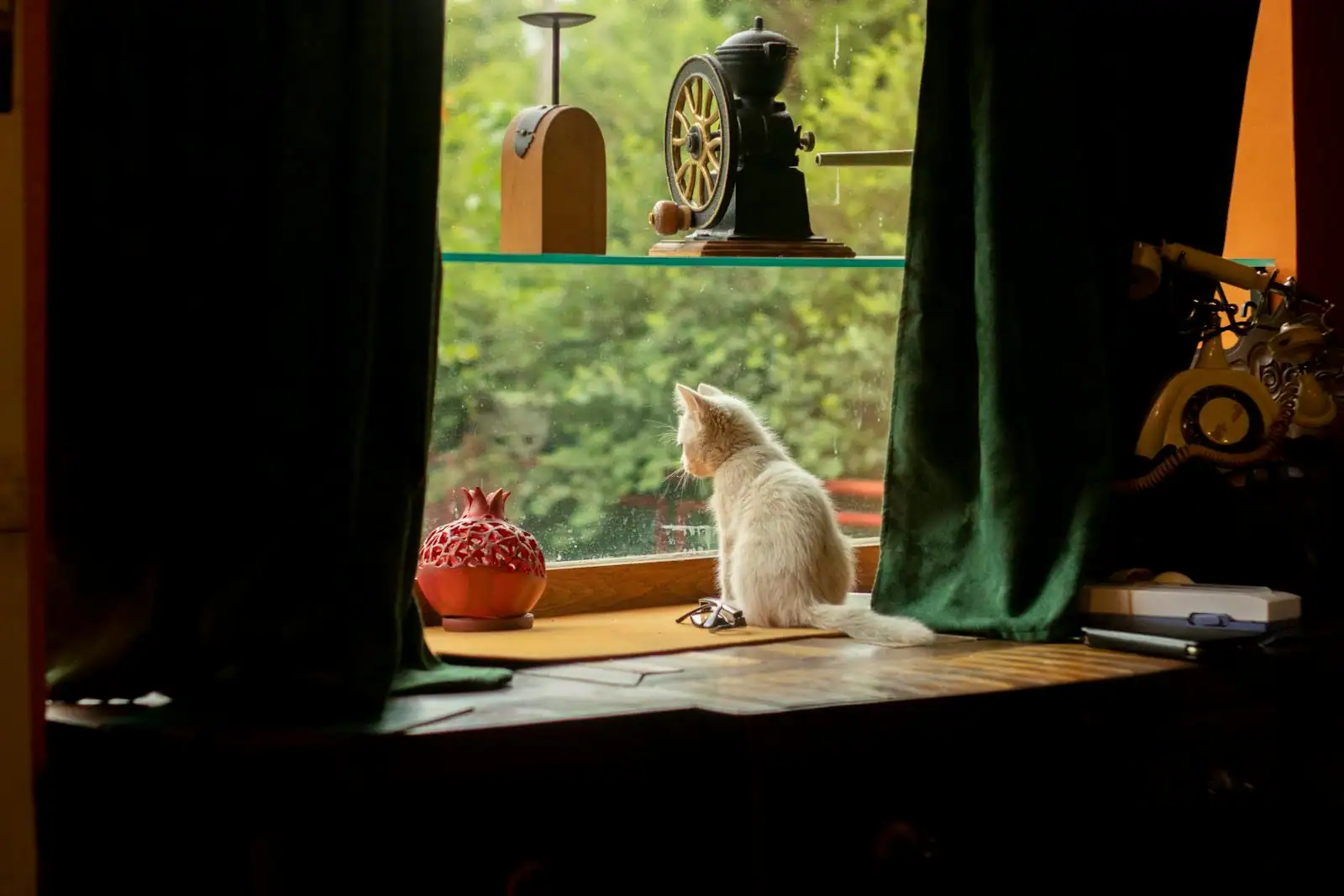 Animal de compagnie installé dans un appartement lumineux