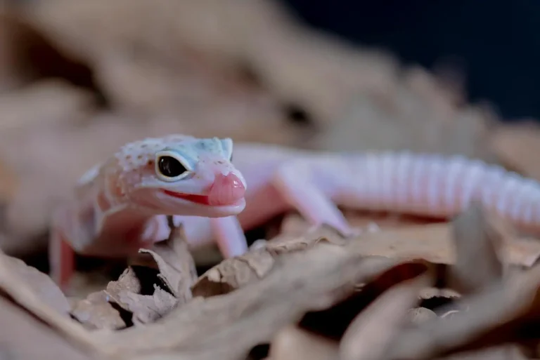 Animaux de compagnie exotiques : le guide pour bien choisir