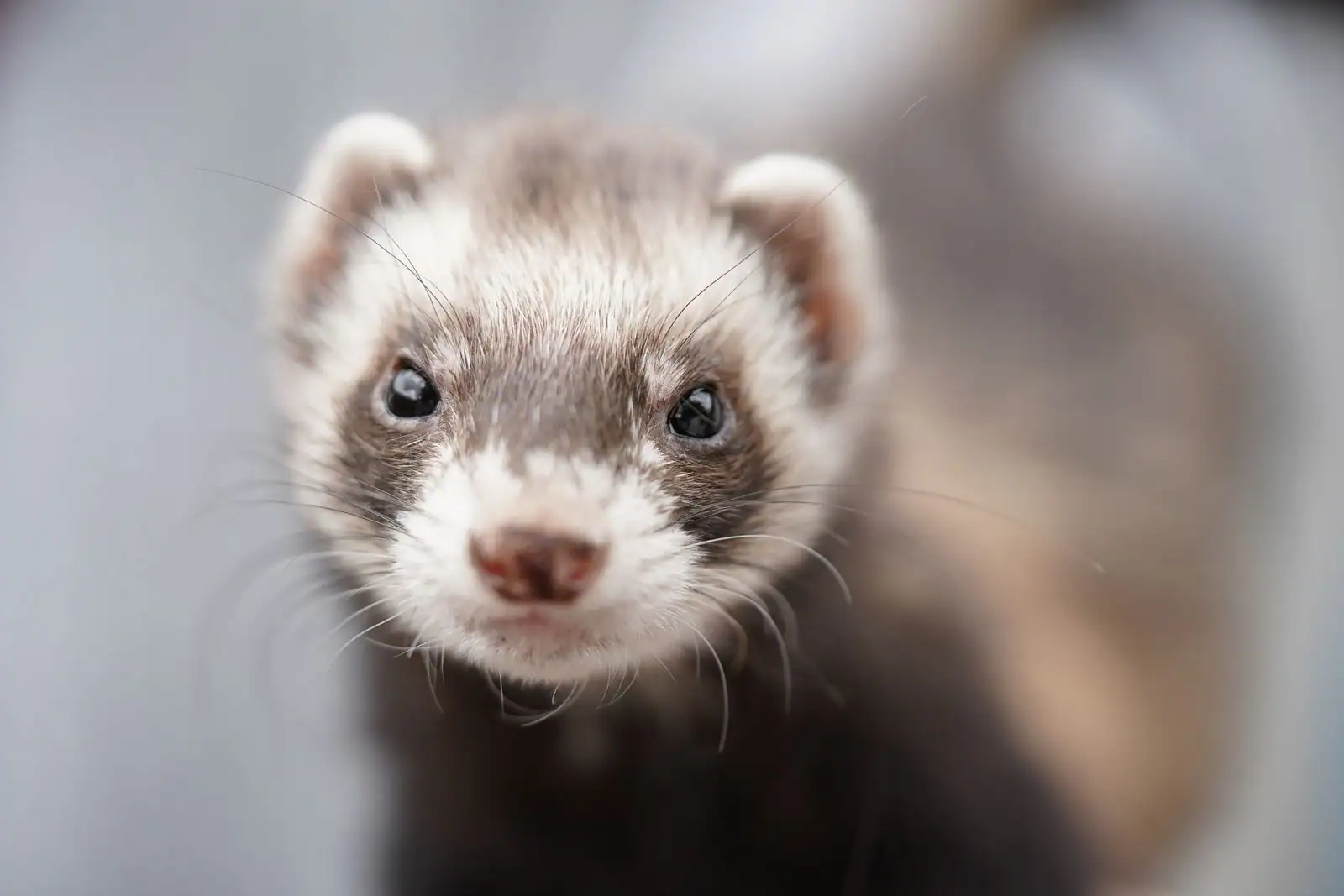 Furet domestique au pelage clair, curieux, explorant son environnement