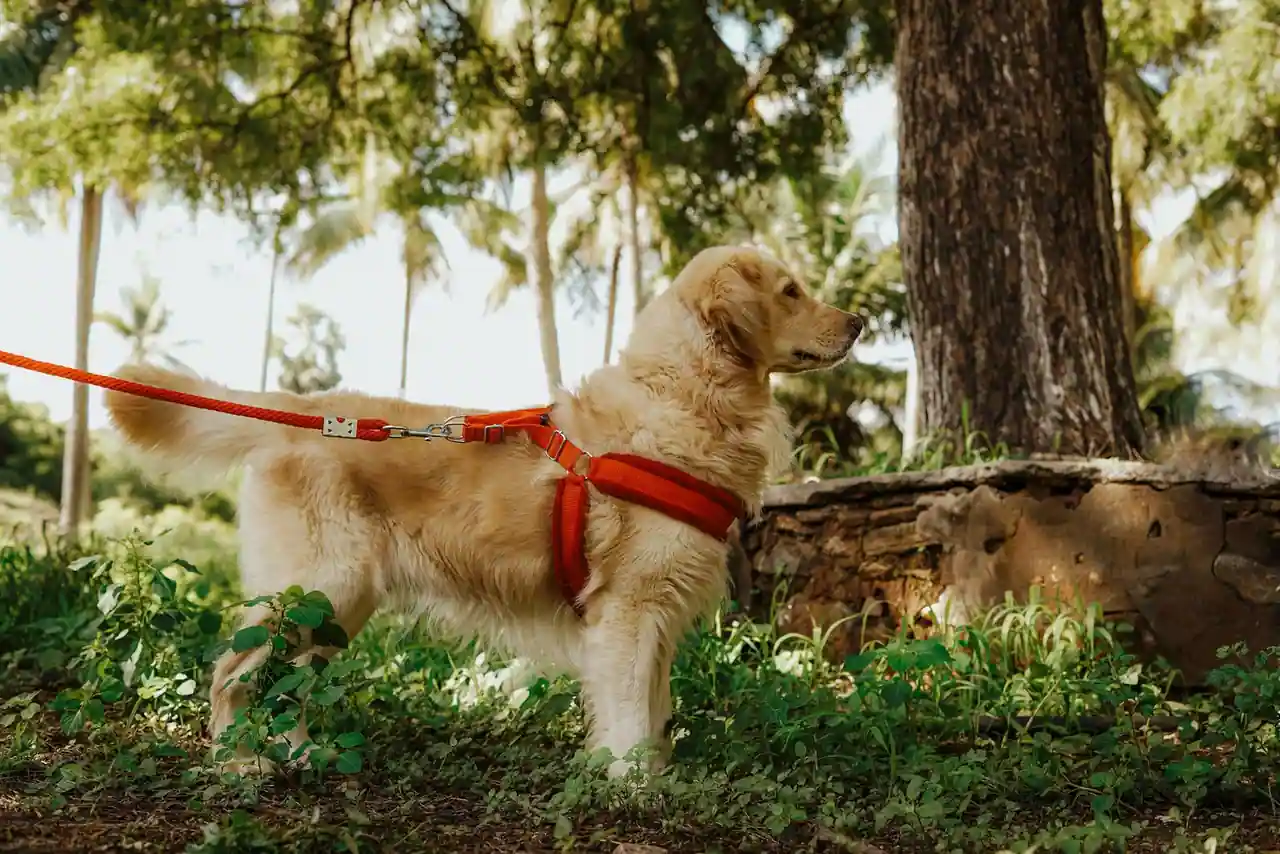 Golden retriever portant un harnais rouge et tenu en laisse dans un parc verdoyant
