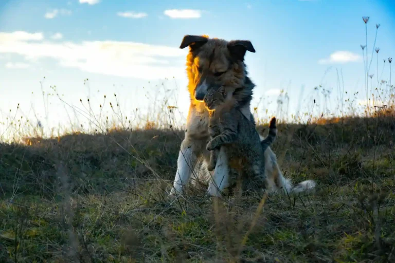 animal de compagnie liste