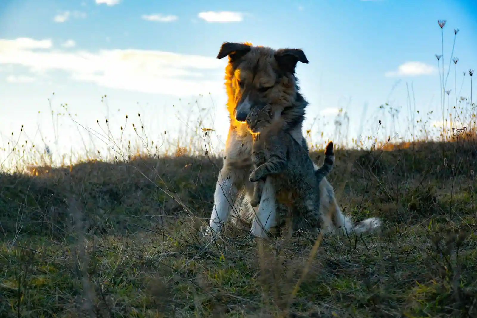 Un chien et un chat blottis l'un contre l'autre dans une prairie au coucher du soleil