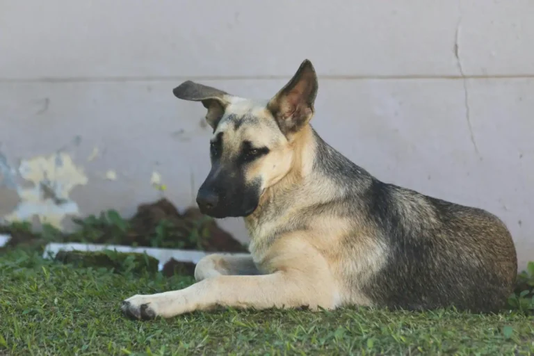 Chien de garde en famille : bien le choisir et l&rsquo;éduquer