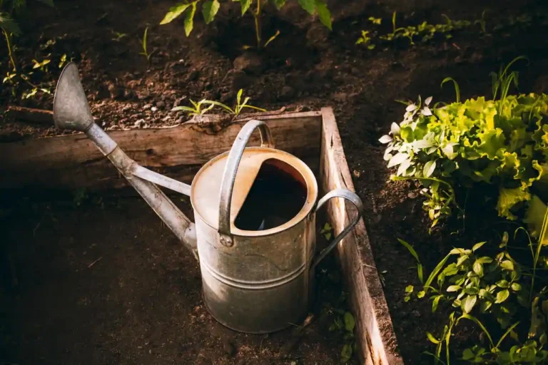 Passion du jardin à Châteaurenard, le potager de Provence