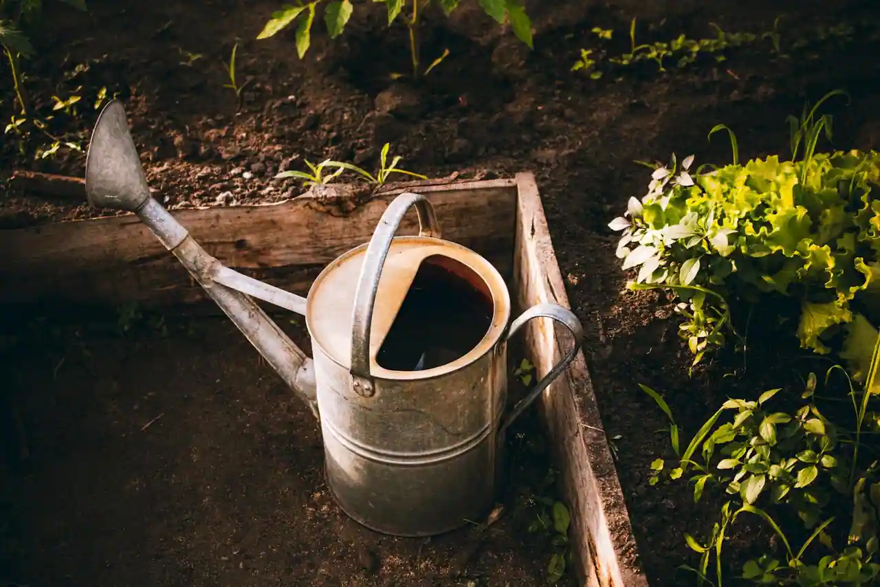 Arrosoir en zinc posé dans un carré potager en bois, entouré de jeunes pousses de salade