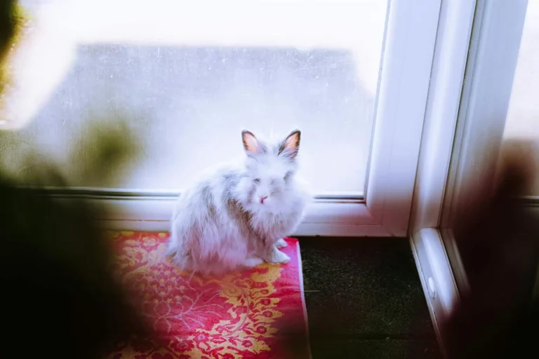 Petit animal de compagnie : lequel choisir pour son foyer ?