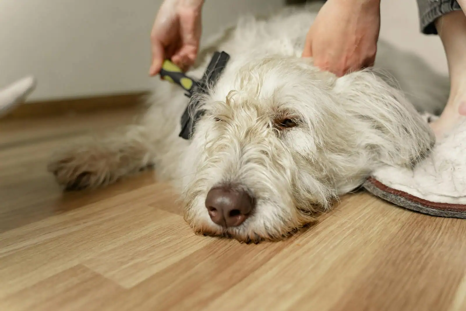 Personne caressant et prenant soin de son chien et de son chat à la maison