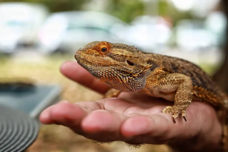 Animal de compagnie exotique : avant d&rsquo;adopter