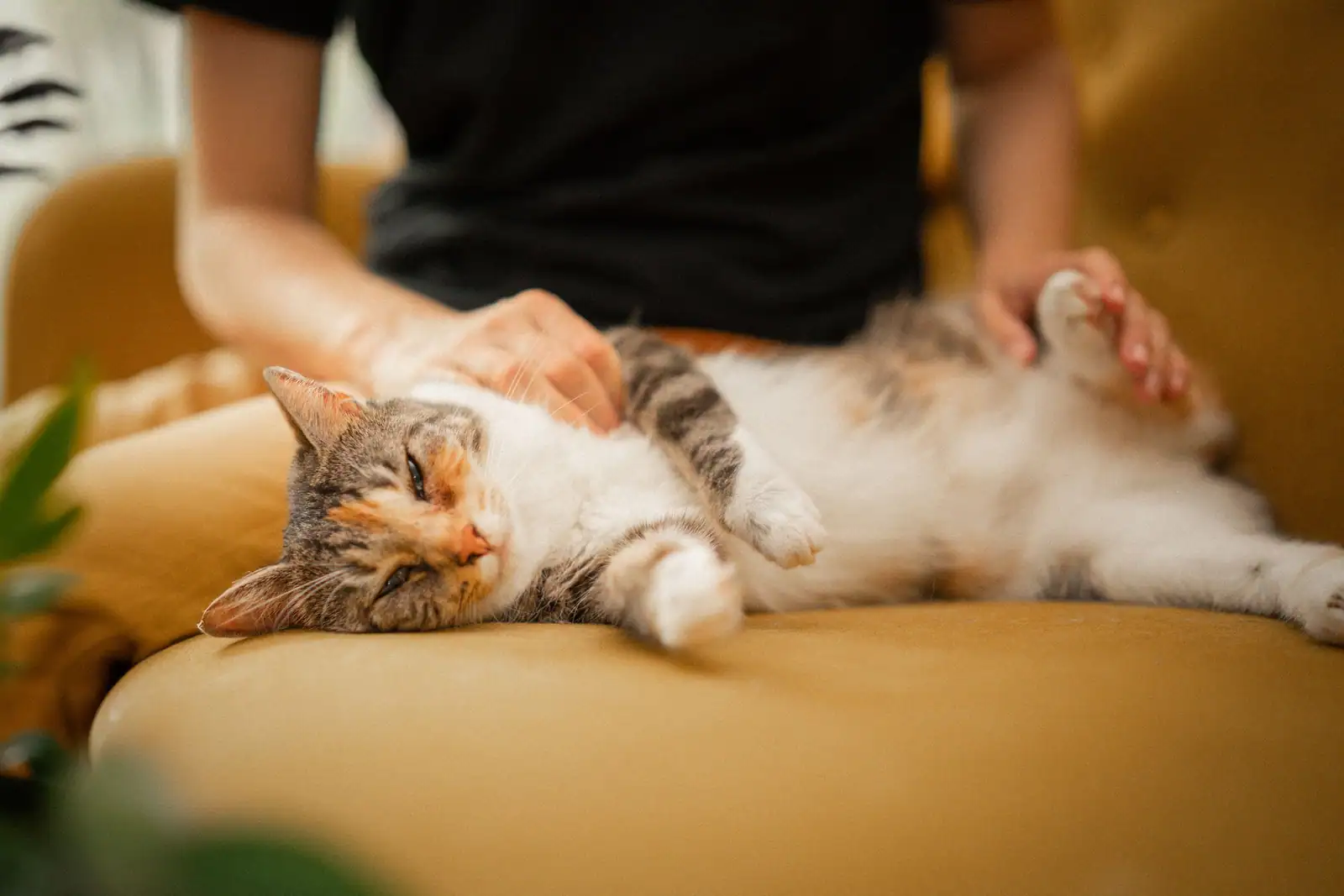 Chat allongé sur le flanc au bord d'un canapé, caressé par une personne assise derrière lui