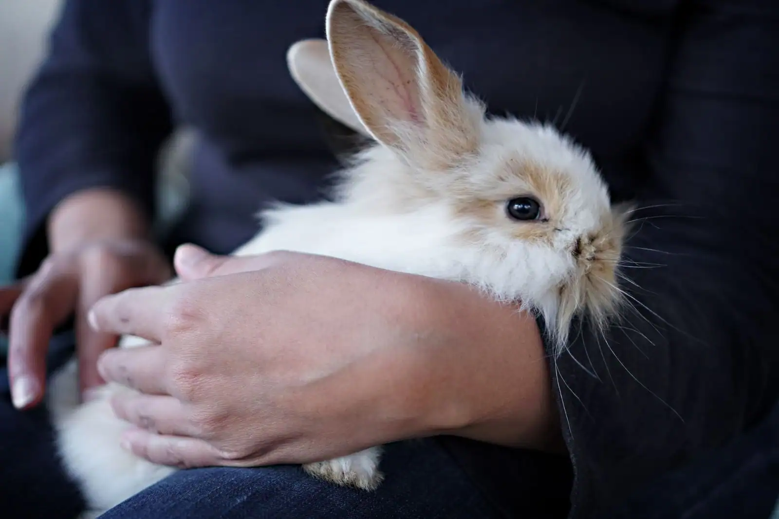 Un lapin nain blanc et roux aux longs poils, tenu contre le buste d'une personne assise en intérieur